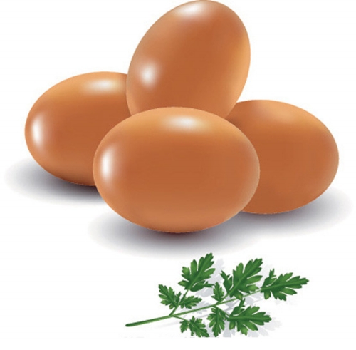 第十二屆中國蛋品科技大會 第十二屆中國蛋品科技大會