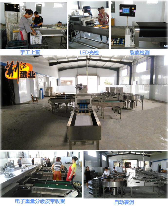 荊江蛋業(yè)1.jpg