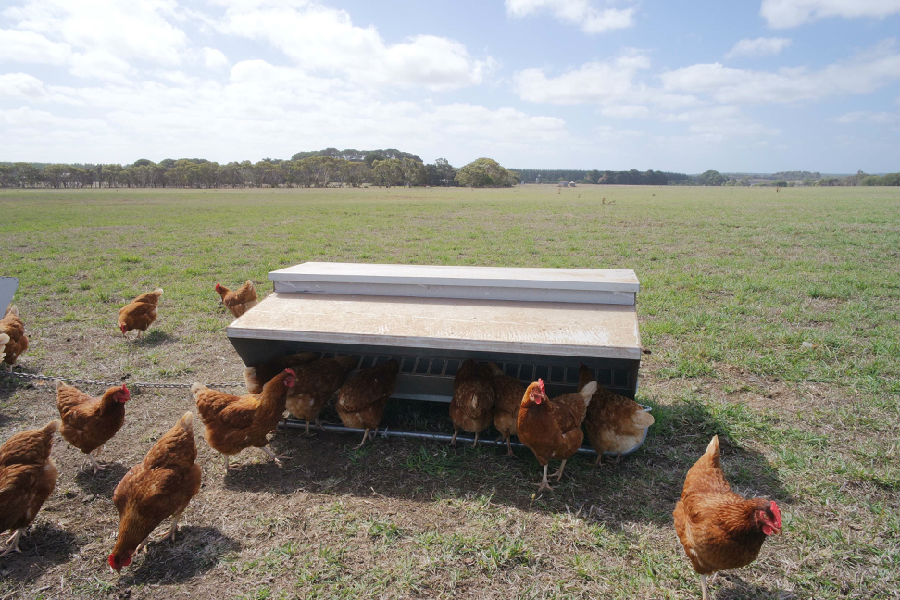 散養好方法 散養好方法