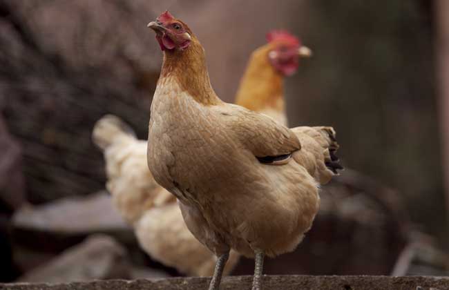 315帶給你不一樣的蛋雞散養技術 315帶給你不一樣的蛋雞散養技術