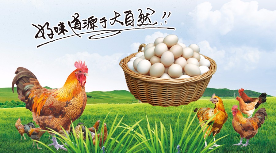 新型蛋雞散養集成系統,讓傳統散養插上科技的翅膀 新型蛋雞散養集成系統,讓傳統散養插上科技的翅膀