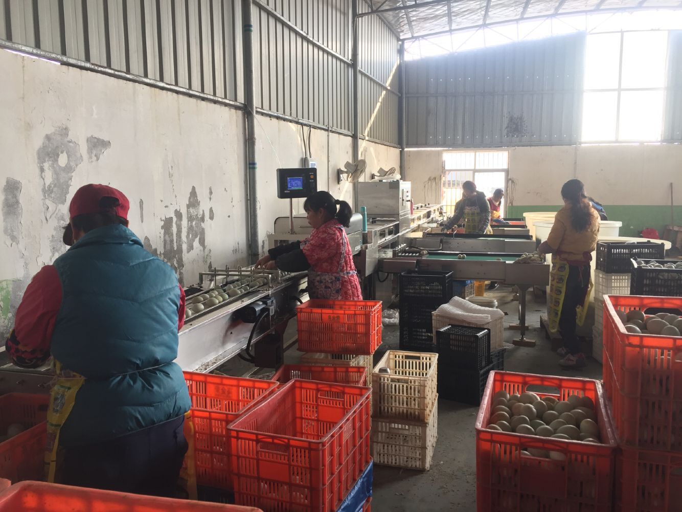 振野裂痕檢測分級機之宿松天天香使用現場 振野裂痕檢測分級機之宿松天天香使用現場