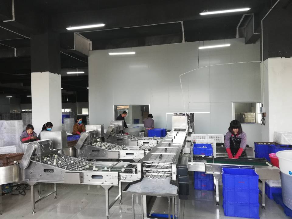 振野蛋品裂痕檢測分級機之福建閩生源使用現場 振野蛋品裂痕檢測分級機之福建閩生源使用現場