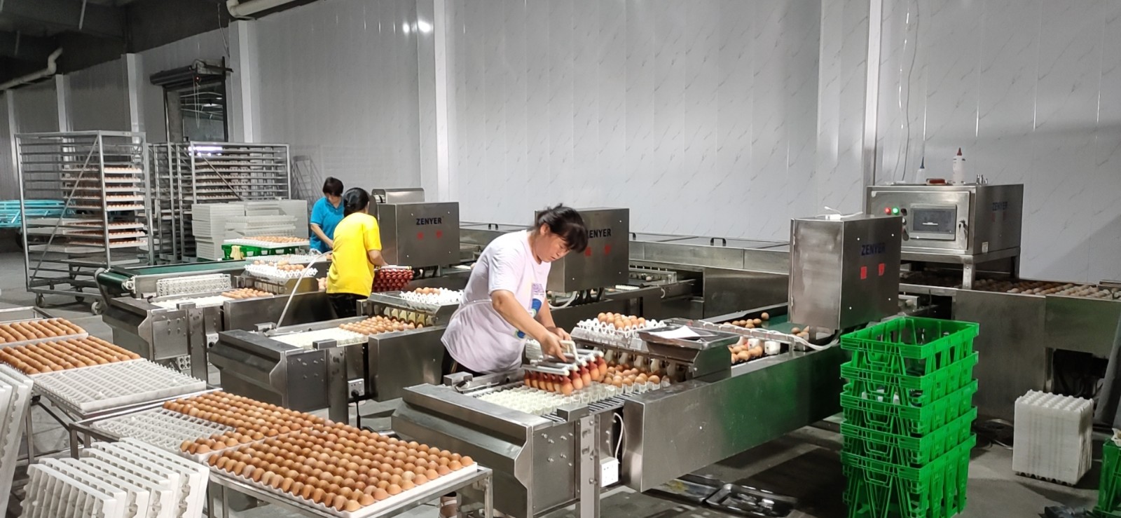 青島寶祺種蛋消毒清洗分級收集生產線應用現場! 青島寶祺種蛋消毒清洗分級收集生產線應用現場!